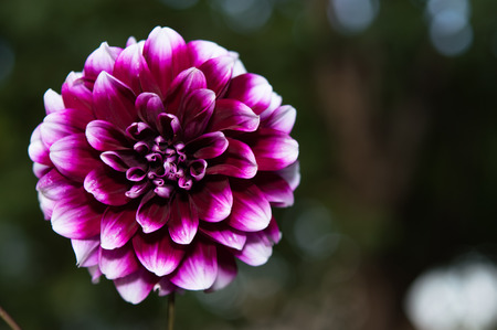 Flowers. Magic background with excellent dahliasの写真素材