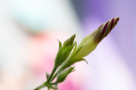 bindweed budの写真素材