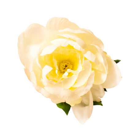 White peony isolated on white background. Artificial flower.の写真素材