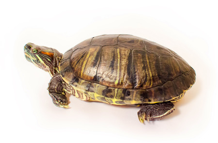 Pond slider on a white background. Photo aquatic turtles.の写真素材