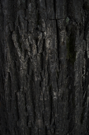 Tree structure. Macroの写真素材