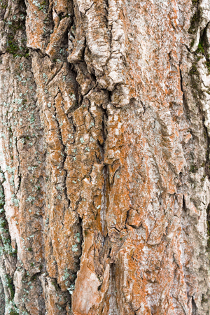 Wood texture tree. Wooden background. Tree barkの写真素材