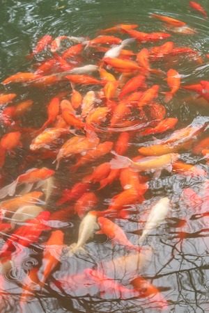 Red carp fish are chasing food. Fishes in the lake.の写真素材