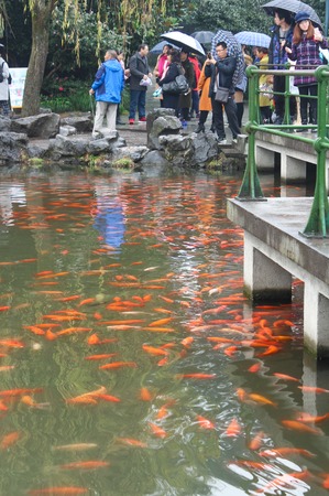 Viewing fish at Flower Harbor is a famous tourist attractions in Hangzhou west lakeのeditorial素材