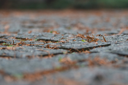 Stone pavement textureの写真素材
