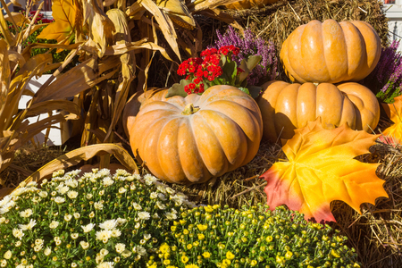 Autumnal decoration with pumpkinsの写真素材