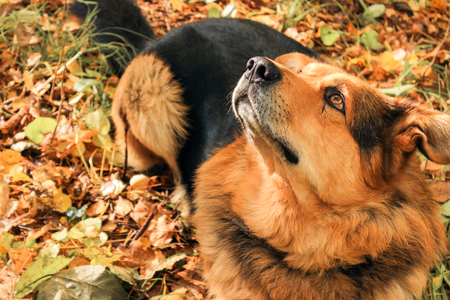 Dog looks up in the forestの写真素材