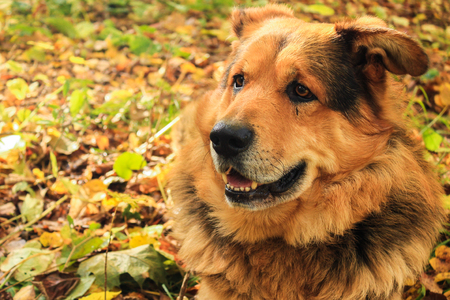 The tired dog closeup lies on autumn leaves in the forestの写真素材
