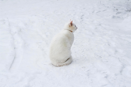 White cat sitting on the snow and looking awayの写真素材