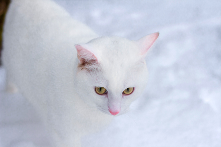 White cat with yellow eyes close-up on snow in winterの写真素材