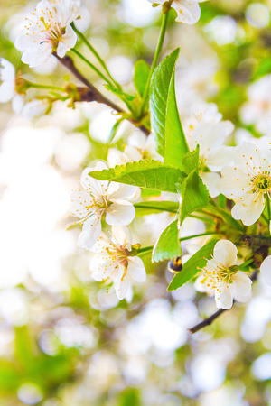 Beautiful white flowers on tree in springの写真素材