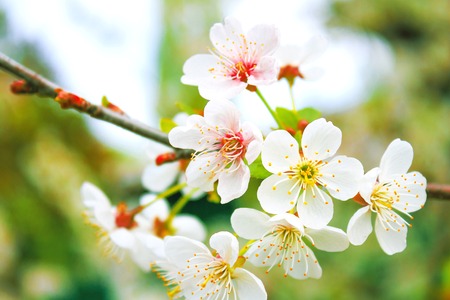 White flowers of blooming tree. Blossom trees in spring timeの写真素材