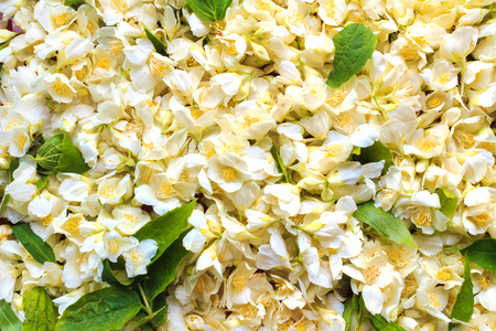 White jasmine flowerの写真素材