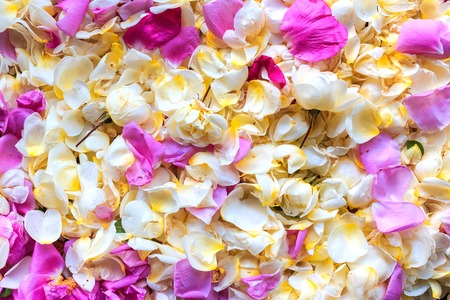 Background of jasmine and roseの写真素材