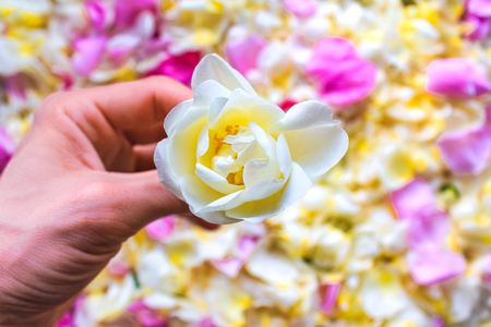 Hand with white jasmine flower against the background of petalsの写真素材