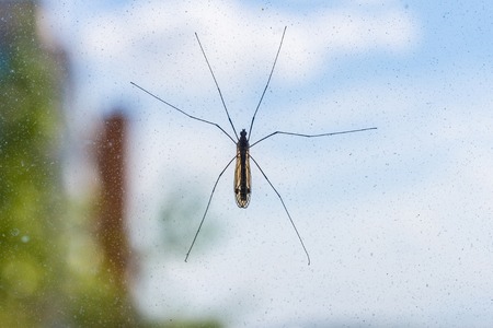 Mosquito on window screen