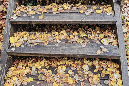 Autumn leaves on wooden stepsの写真素材