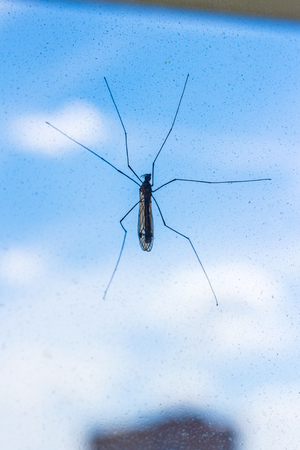 Mosquito on a windowの写真素材