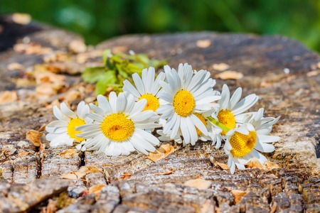 Chamomile flowers on a wooden backgroundの写真素材