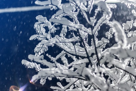 Snow-covered branch at night in the winterの写真素材