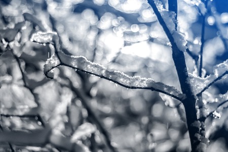 Snow-covered branch in the winter