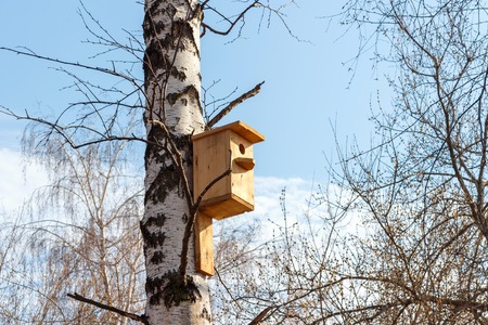 Nesting box on a tree