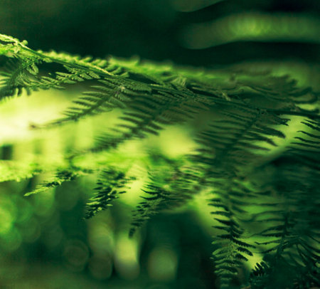 reflection of light in foliageの写真素材