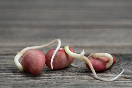 Healthy food. Red beans. Fresh shoots.の写真素材