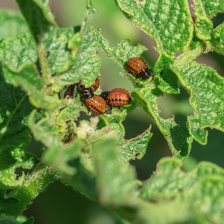 Colorado potato beetle larvae eat potato foliageの写真素材