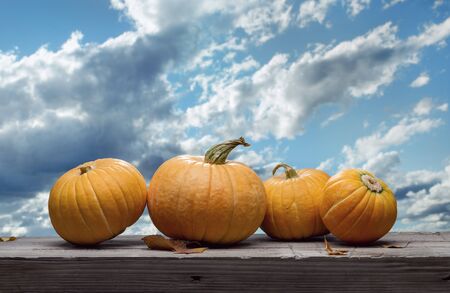 Set of pumpkins on an old table with autumn leaves. Blue evening sky with clouds. Copy space, halloween design.の写真素材