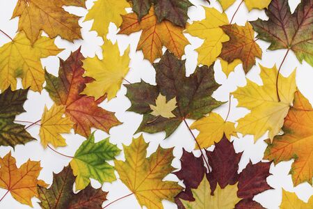Autumn background with fallen, colorful maple leaves. Closeup, top view.の写真素材