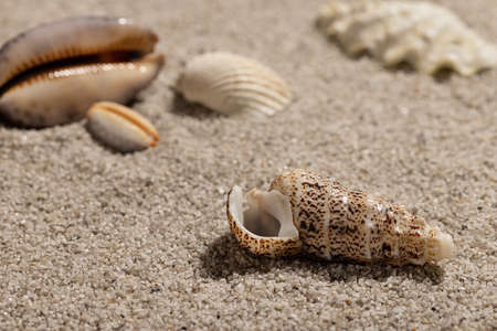 Sea shells on clean sand, summer beach. Background and wallpaper concept, copy space.