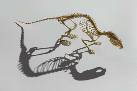 The anatomy of a rat, a natural skeleton with a shadow on a gray background.の写真素材