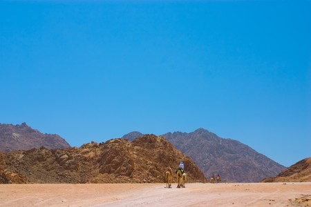 camels in desertの写真素材