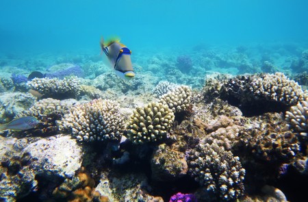 Underwater photo of hard coral reef with fishes, Egypt, Red sea