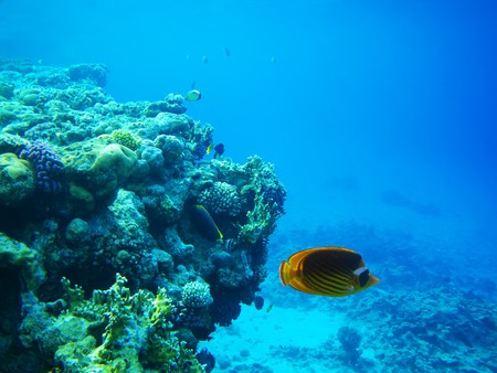 Underwater photo of hard coral reef with fishes, Egypt, Red sea
