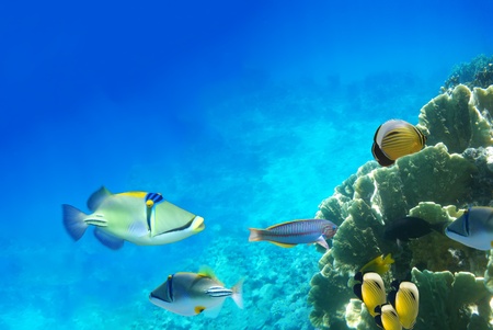 Underwater life of a hard-coral reef, Red Sea, Egypt