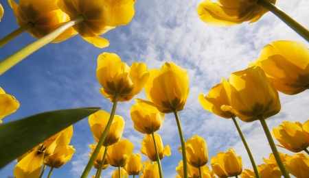 Yellow tulips on sky background Beautiful spring flowers