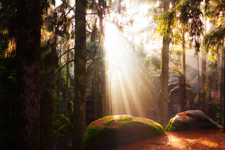beautiful mystical forest and sunbeams, Czech Paradiseの写真素材