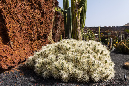 Cactus in park on Lanzarote, Canary islands, Spainの写真素材
