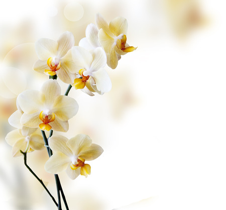 Beautiful lilac orchid flower phalaenopsis with copyspaceの写真素材