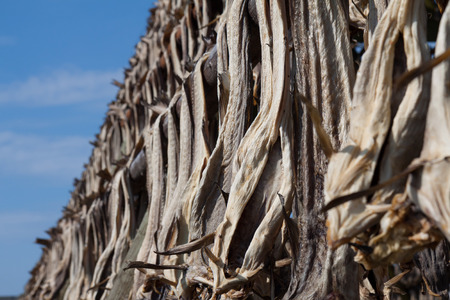 Lots of cod fish at the drying racks , Lofoten, Norwayの写真素材