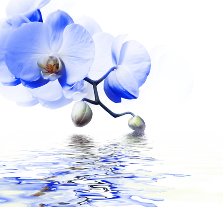 Beautiful blue orchid flower phalaenopsis reflected in water with copyspaceの写真素材