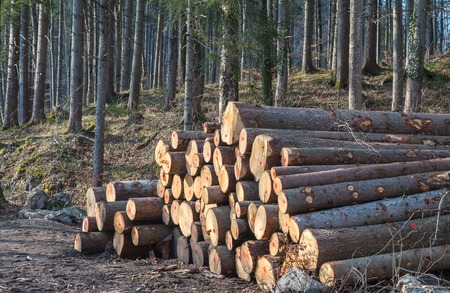 timber logging in pine forest, Austrian Alps