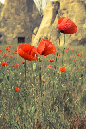 Rock formations and red poppies of Cappadocia in Central Anatolia, Turkeyの写真素材