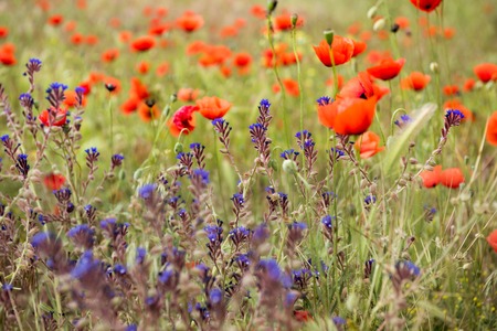 Field of bright red corn poppy flowers in summerの写真素材