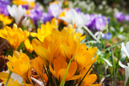Blooming yellow crocuses in suinny spring gardenの写真素材