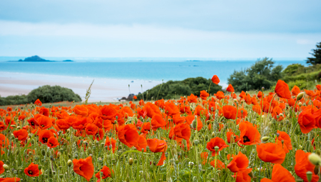 landscape with Red poppy field near sea, Brittany Franceの写真素材