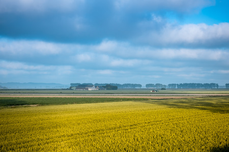 wheat field and farm in autumn, Brittany, Franceの写真素材