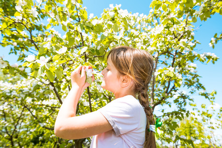 Small girl sniffs blooming apple flowers in orchardの写真素材